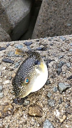 フグの釣果