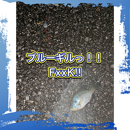 ブルーギルの釣果