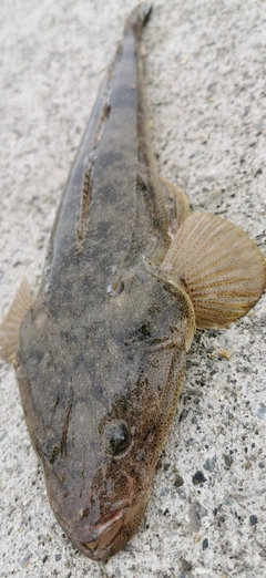 マゴチの釣果