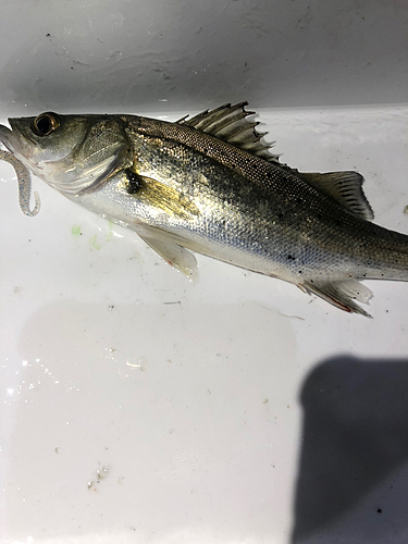 セイゴ（マルスズキ）の釣果