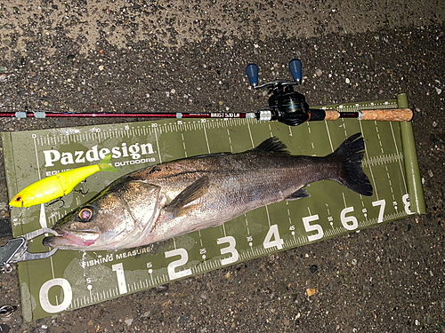 シーバスの釣果