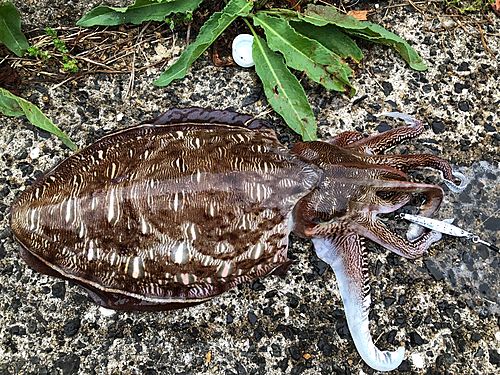 カミナリイカの釣果