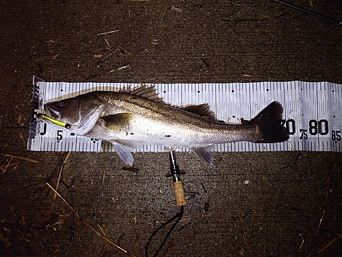 シーバスの釣果