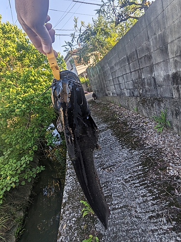 ナマズの釣果