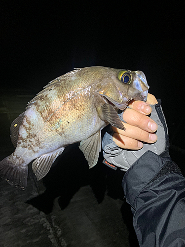 メバルの釣果