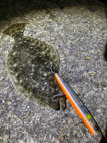 ヒラメの釣果