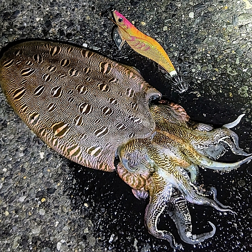 モンゴウイカの釣果