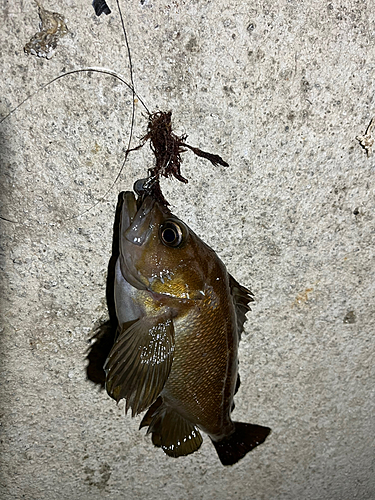 エゾメバルの釣果