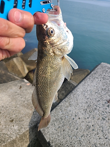 イシモチの釣果