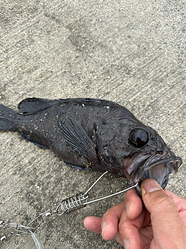 ソイの釣果