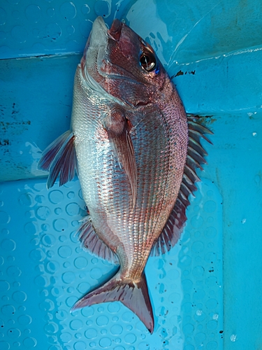 マダイの釣果