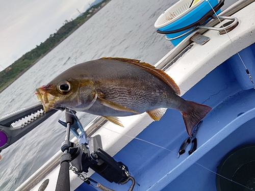 イサキの釣果