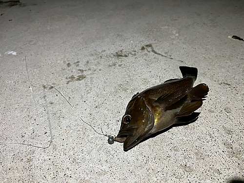 エゾメバルの釣果