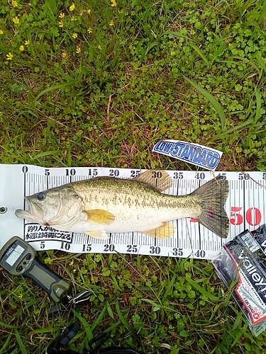 ブラックバスの釣果