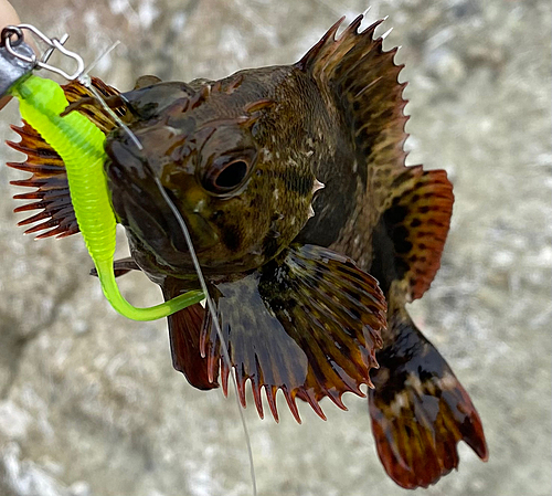 ムラソイの釣果