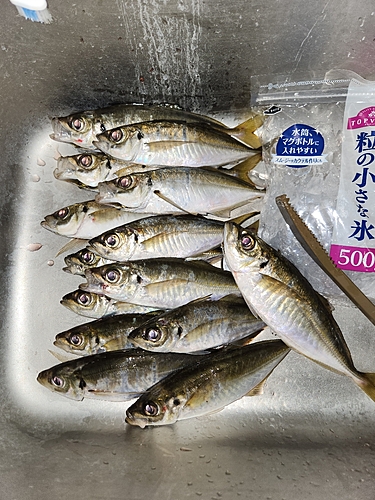 アジの釣果