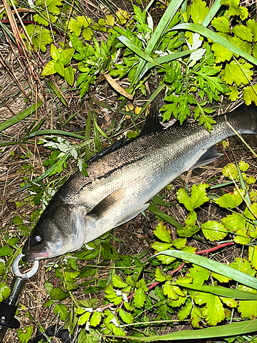 セイゴ（マルスズキ）の釣果