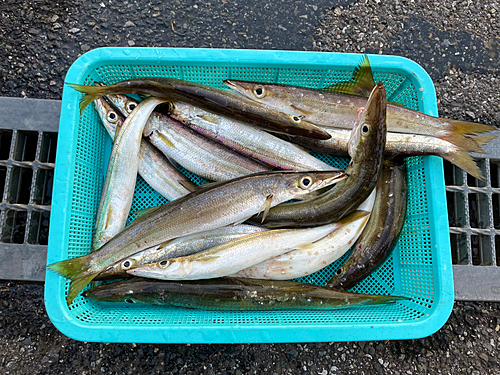 カマスの釣果