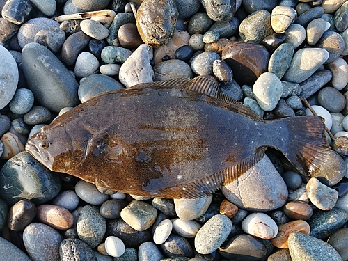 ヒラメの釣果