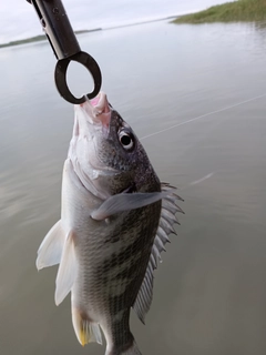 キビレの釣果