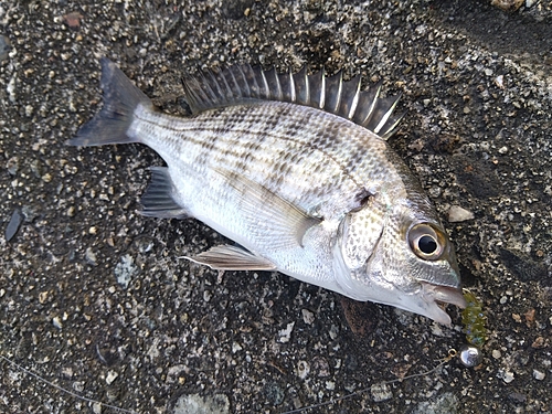 クロダイの釣果