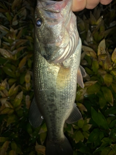 ラージマウスバスの釣果