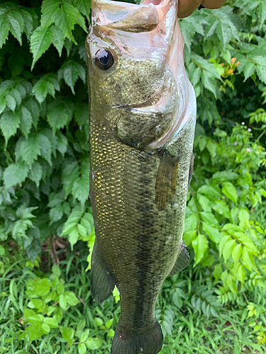 ラージマウスバスの釣果