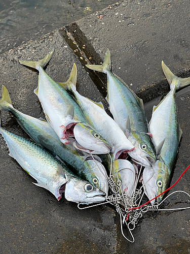 サバの釣果