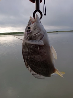 キビレの釣果