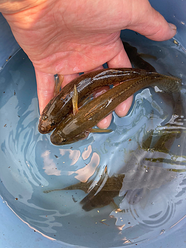 ハゼの釣果