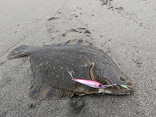 マツカワの釣果