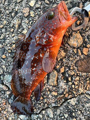 キジハタの釣果