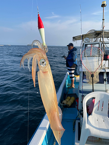 イカの釣果