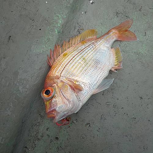 レンコダイの釣果