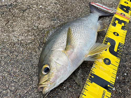 イサキの釣果