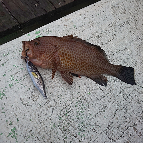 オオモンハタの釣果