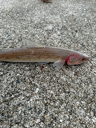 エソの釣果