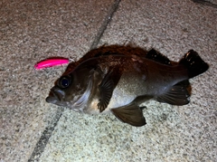 クロメバルの釣果