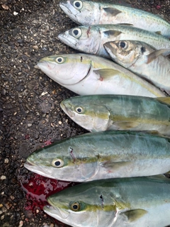 イナダの釣果