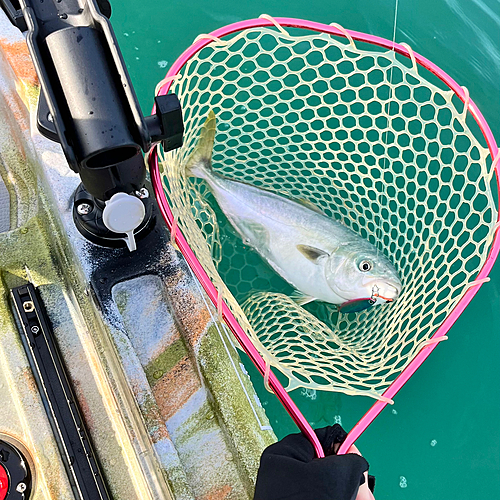 イナダの釣果