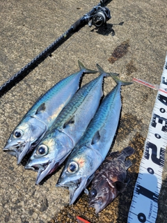サバの釣果