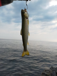 アメマスの釣果