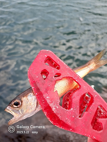 ムツの釣果