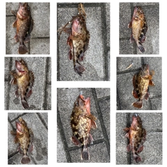 ガシラの釣果