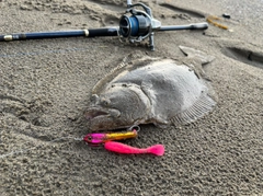 ヒラメの釣果