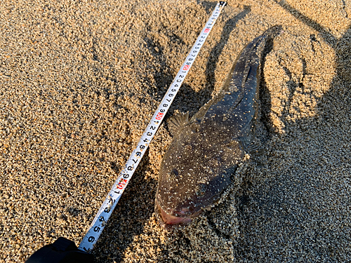 マゴチの釣果