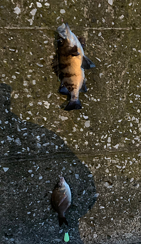 メバルの釣果