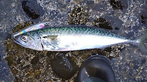 マサバの釣果