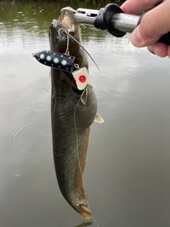 ニホンナマズの釣果