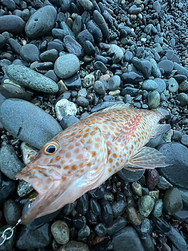 オオモンハタの釣果